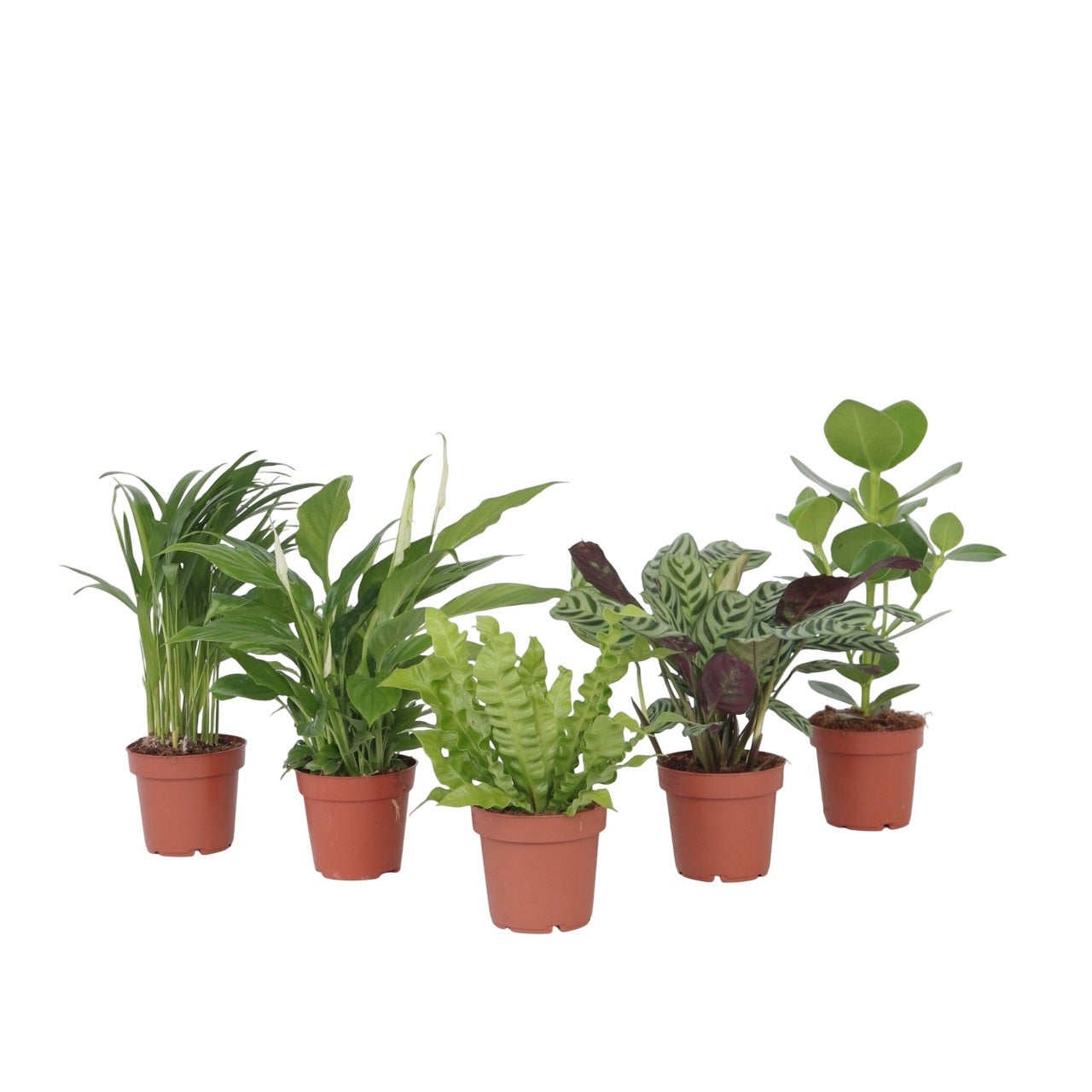 Mélange de plantes n°2