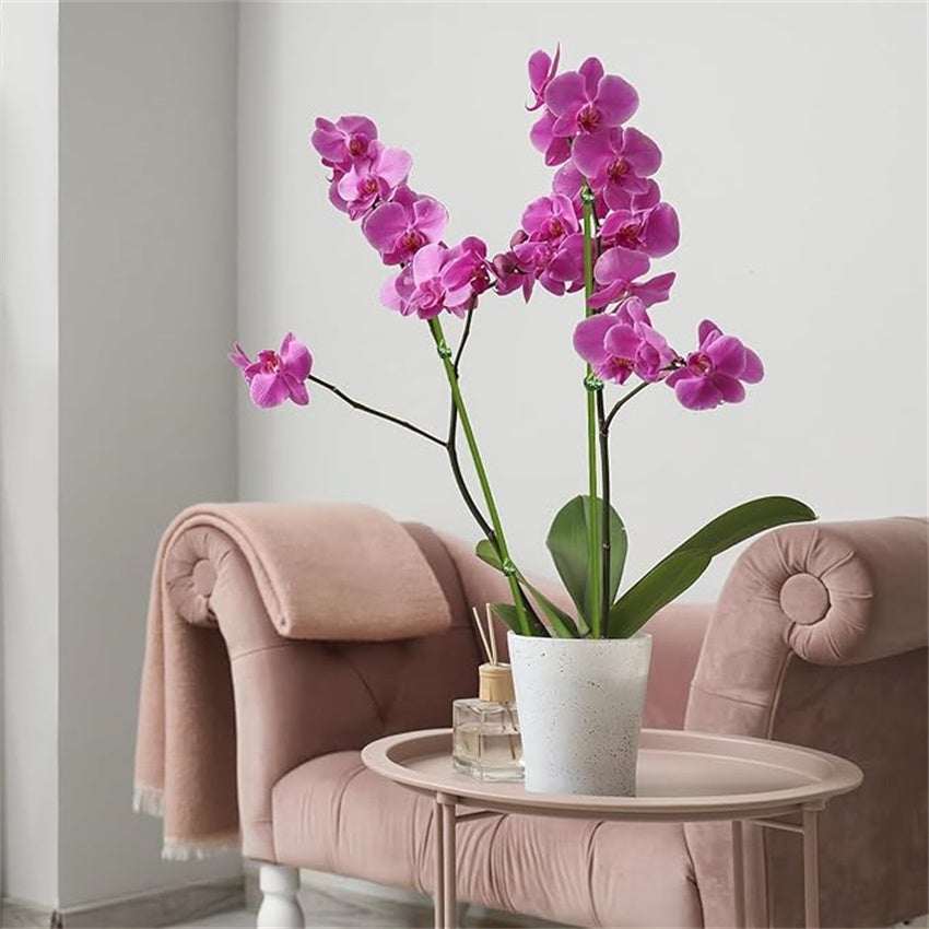 Lot de 20 tuteurs flexibles pour plantes,tiges de support pour plantes,tuteurs de jardin,utilisation intérieure(avec pince pour orchidées)-QWINERN - 9