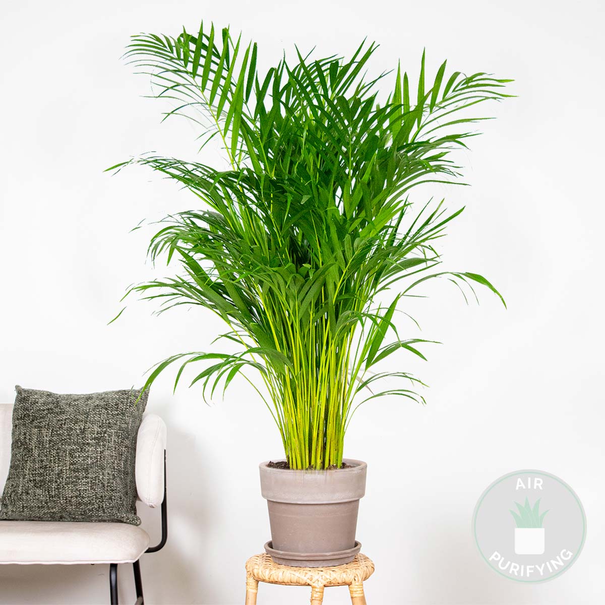 Dypsis Lutescens - Palmier Areca - Plantes d’intérieur - Dépolluante - H. 100-110 cm - P. 21 cm - 2