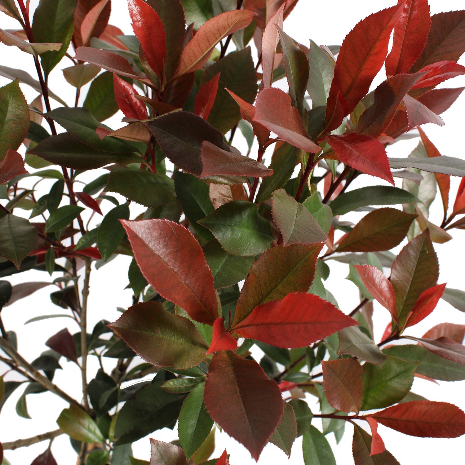 KENTIS - Photinia Fraseri Robusta Compacta - Plante Verte d'Extérieur Résistante - Plante de Jardin - H 80-100 cm Pot Ø 24 cm 1/4 de Tige - 2