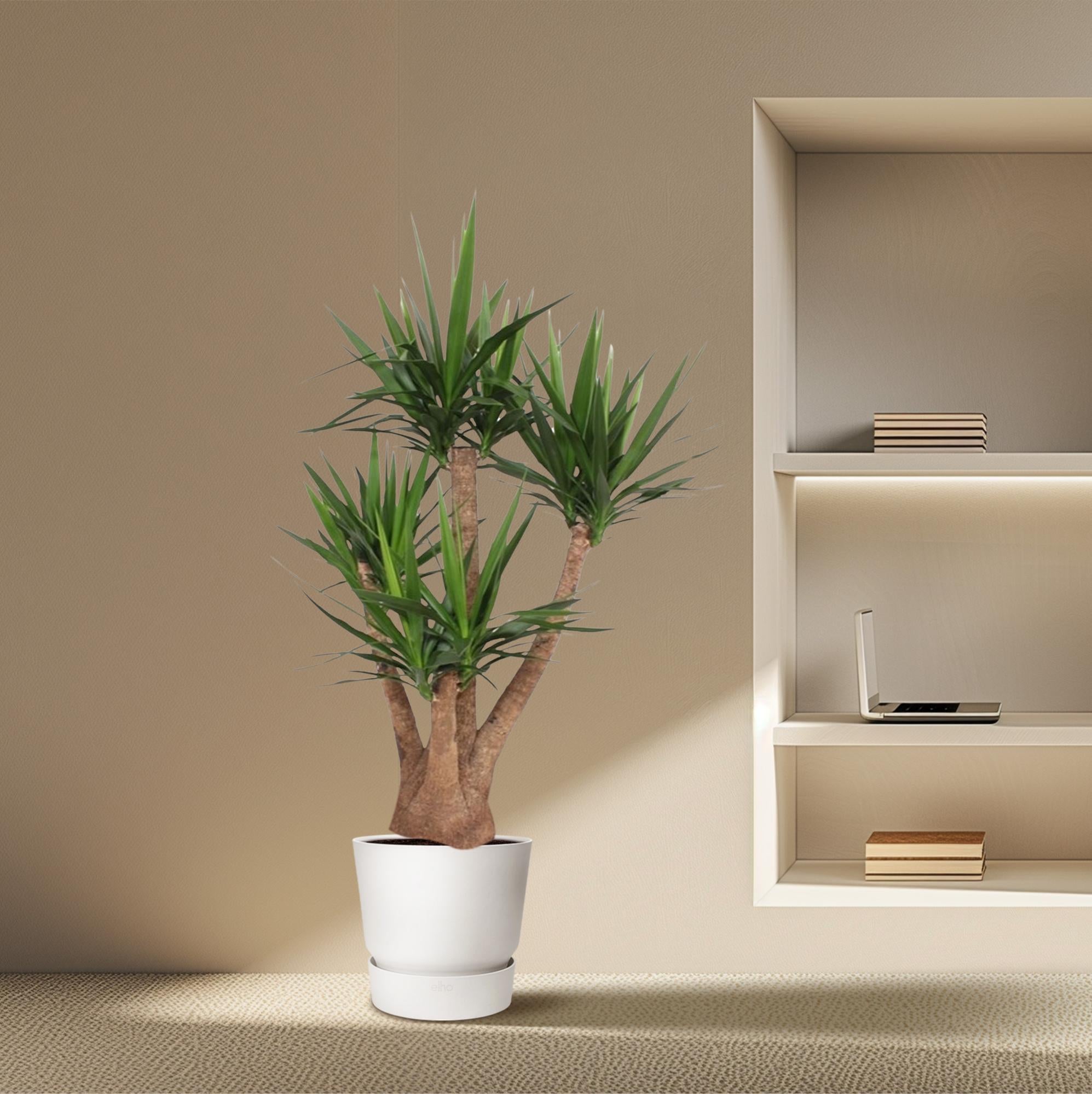 Plante Yucca Elephantipes ramifié – 170 cm – Ø45 cm– MOSELOTA Green - 4