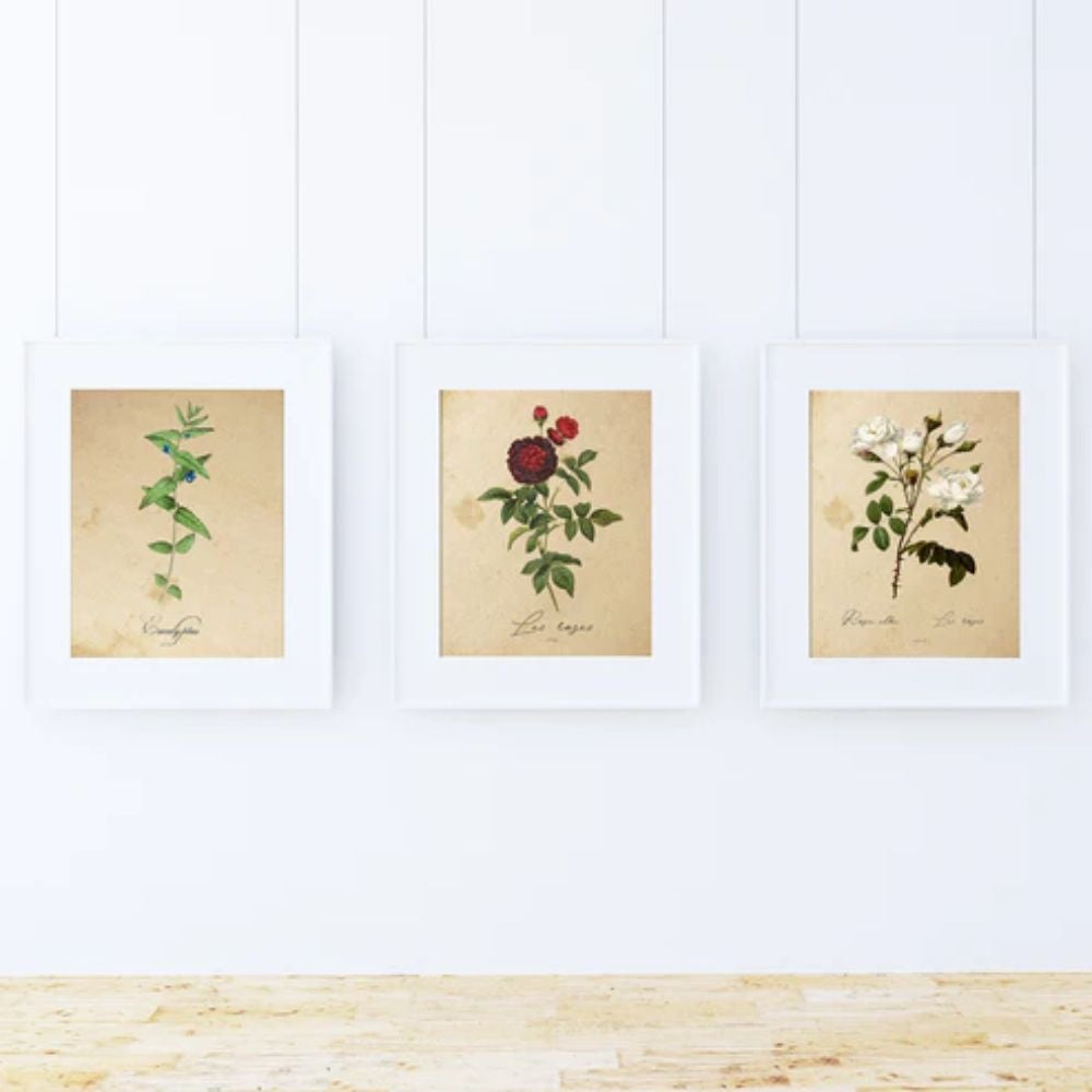 Pack de láminas mediterraneo. tres láminas . posters con imagenes de botanica. alta calidad marco blanco - a3