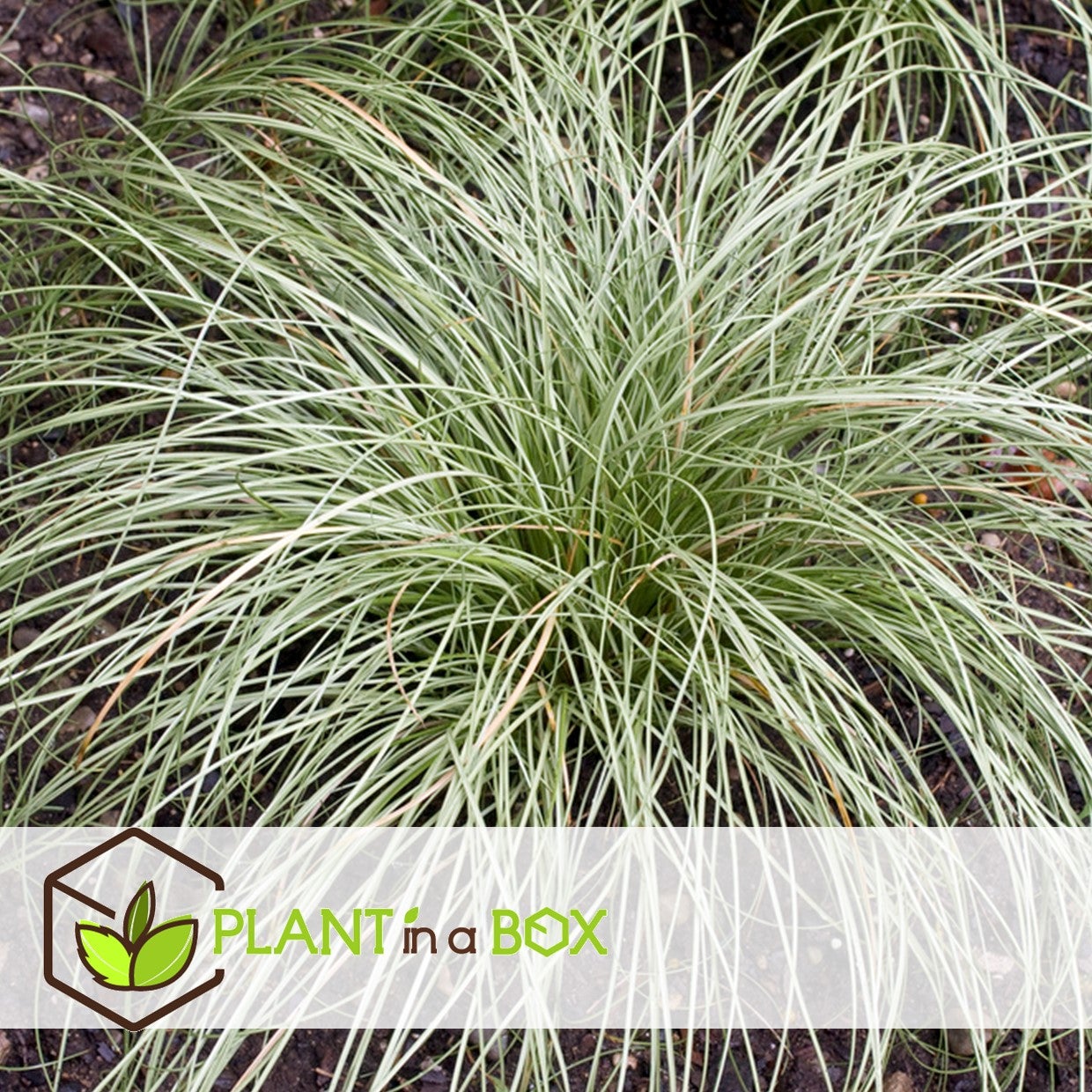 Laîche - Set de 6 - Carex 'Amazon Mist' - Hauteur 15-25cm - ⌀10,5cm - 5