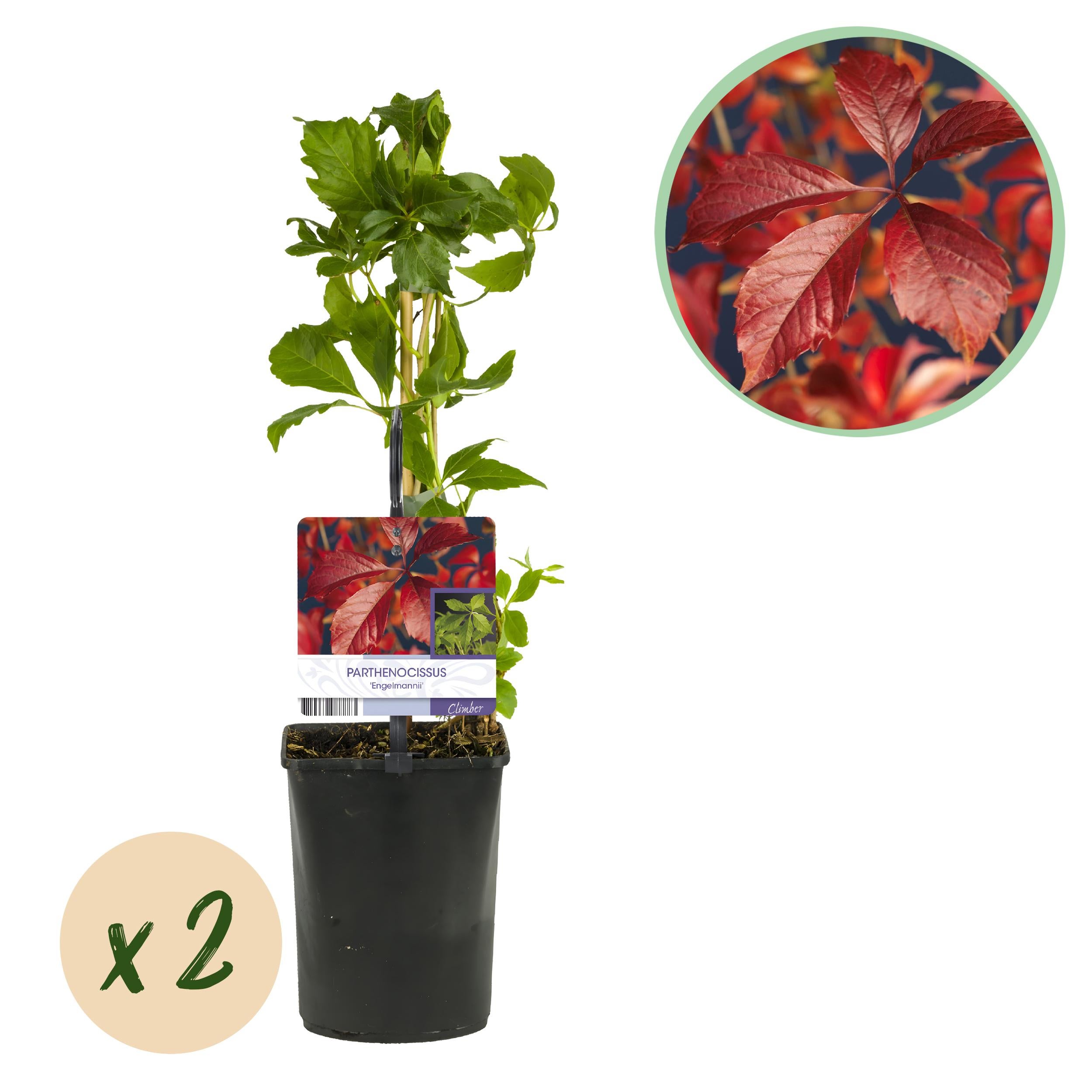 Green boutiQ – Winobluszcz Engelmannii – 2 rośliny – Liście zielone potem czerwone – Niska pielęgnacja – Doniczka 11 cm – Wys 40 cm