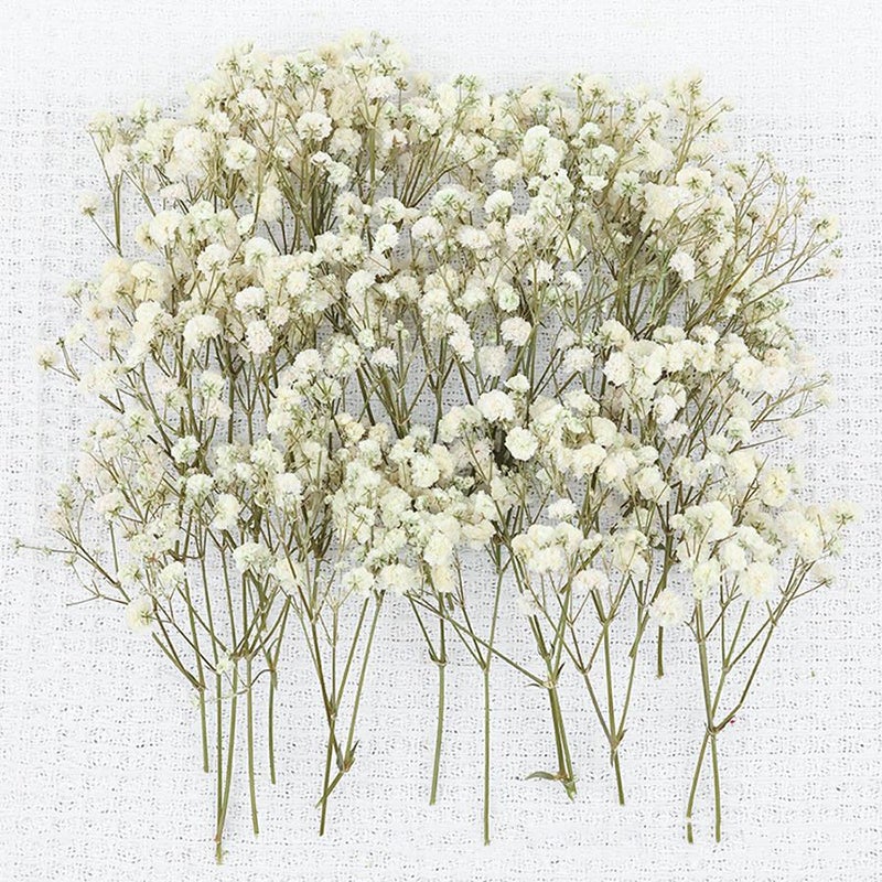 50 tiges de gypsophile séchée – bouquet blanc naturel pour mariages, vases, déco maison. - 4
