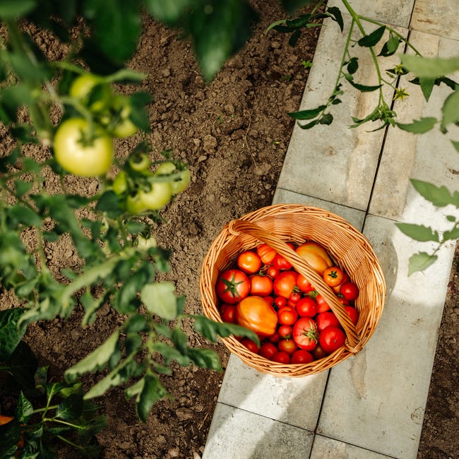 Panier En Osier XL Avec Poignée - Grand Panier Tressé à La Main Pour Courses Légumes Fruits 40x28x43 Cm Marron