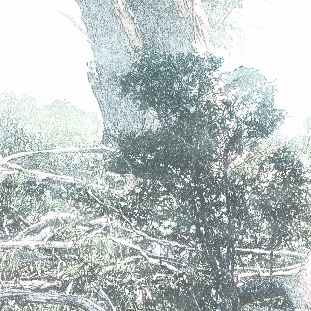Fotomurale in tessuto non tessuto di Komar - Magic Trees - Dimensione: 300 x 280 cm - 9