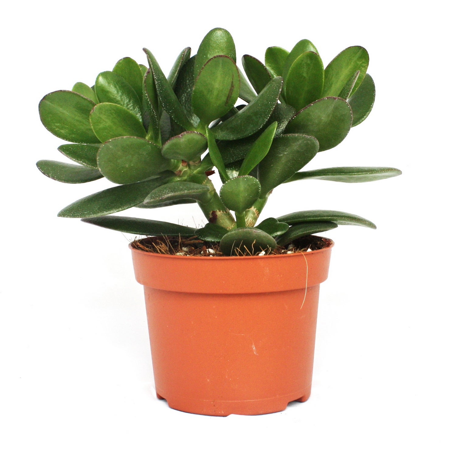 Crassula portulacea - albero dei soldi - pianta grande in vaso da 12 cm - 2