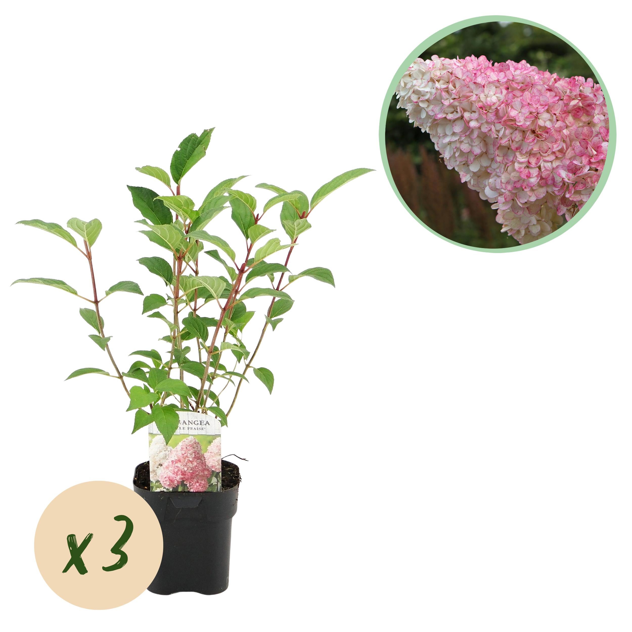Green boutiQ – Hortensja Panniculata – Vanille Fraise – Kwiaty białe i różowe – 3 rośliny – Liściasta – Duże kwiaty – Doniczka 17 cm W50 cm
