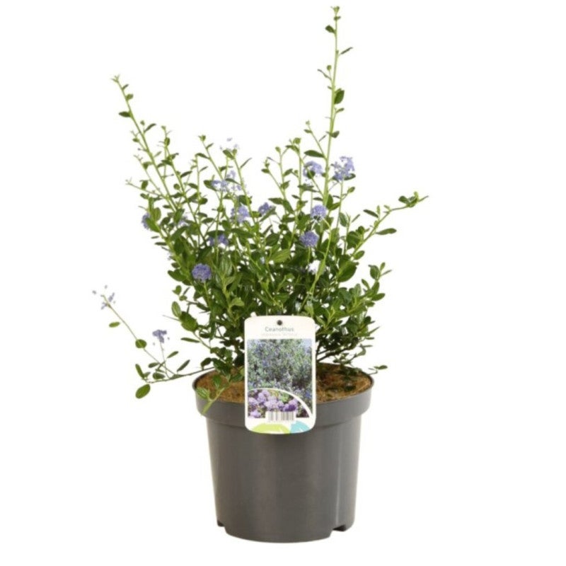 Céanothe impressus victoria - Ceanothus impressus victoria 30 cm Pot 3L - 3
