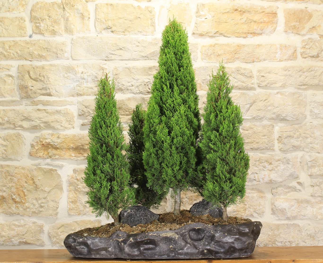 Boschetto bonsai di Cipresso (6) | Leroy Merlin