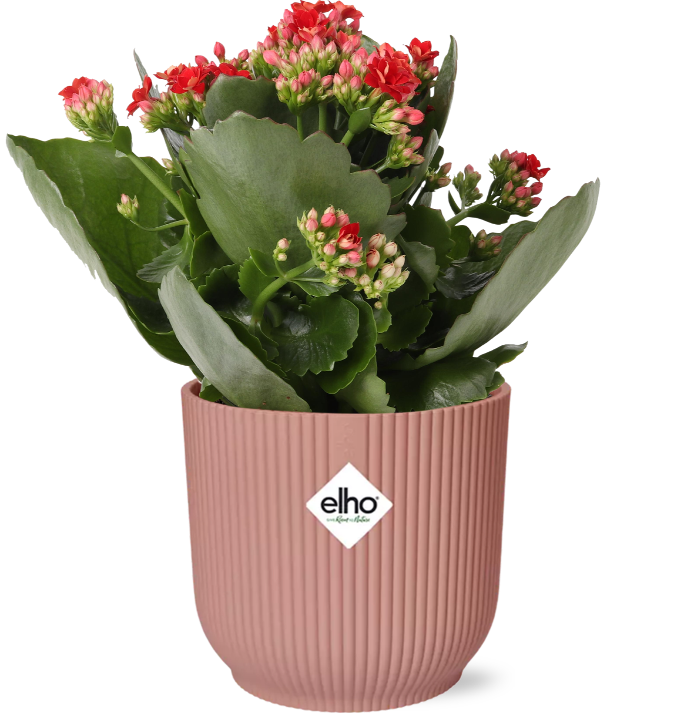 Kalanchoe Rosalina Don Justino czerwony + doniczka ELHO Vibes Fold 14cm róż sukulent