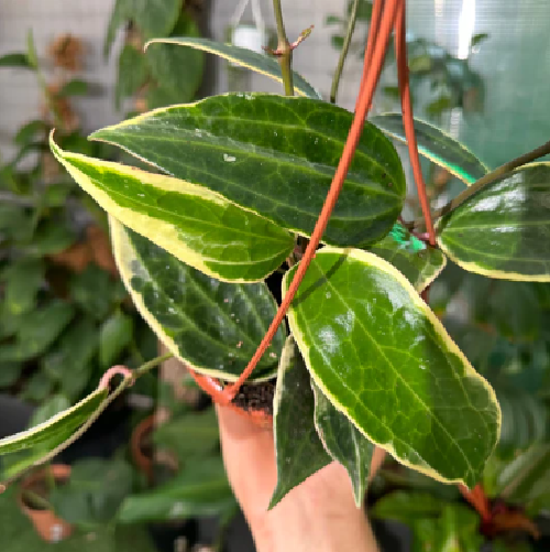 Hoya Callistophylla - Pianta Grassa Con Fiori Di Cera, Vaso 5.5 Cm | Foto Reali, Pianta Vera