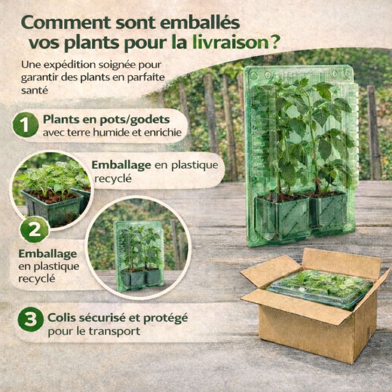 Plant Verveine Citronelle anti-moustique - 5