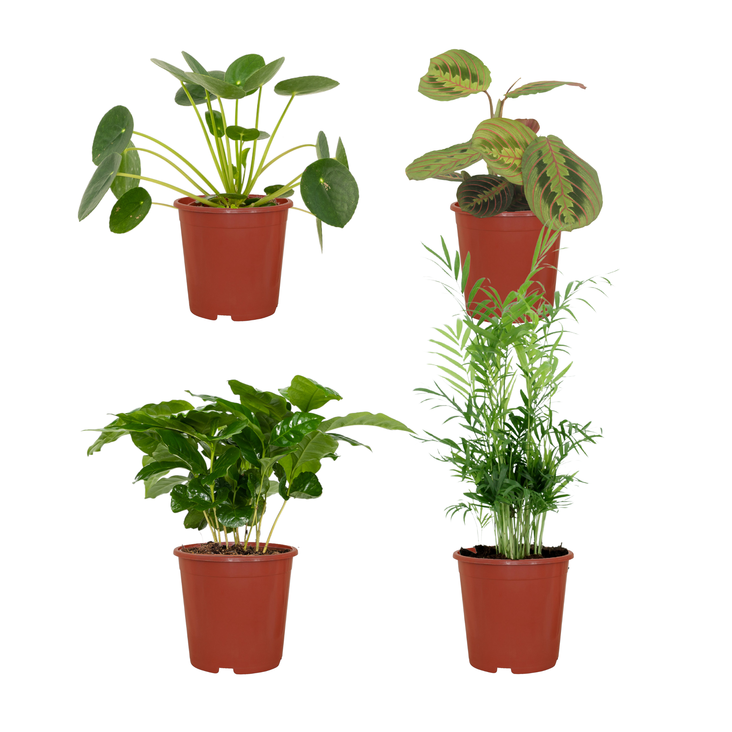 Animal-Friendly Plant Box - 4 rośliny doniczkowe bezpieczne dla zwierząt - 20-40 cm