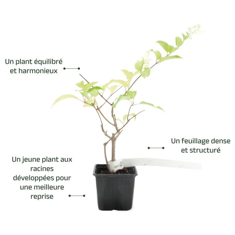 Hortensia Paniculé 'Pink Diamond' (Hydrangea Paniculata 'Pink Diamond') - Godet - Taille 13/25cm - Pépinières Naudet - 3