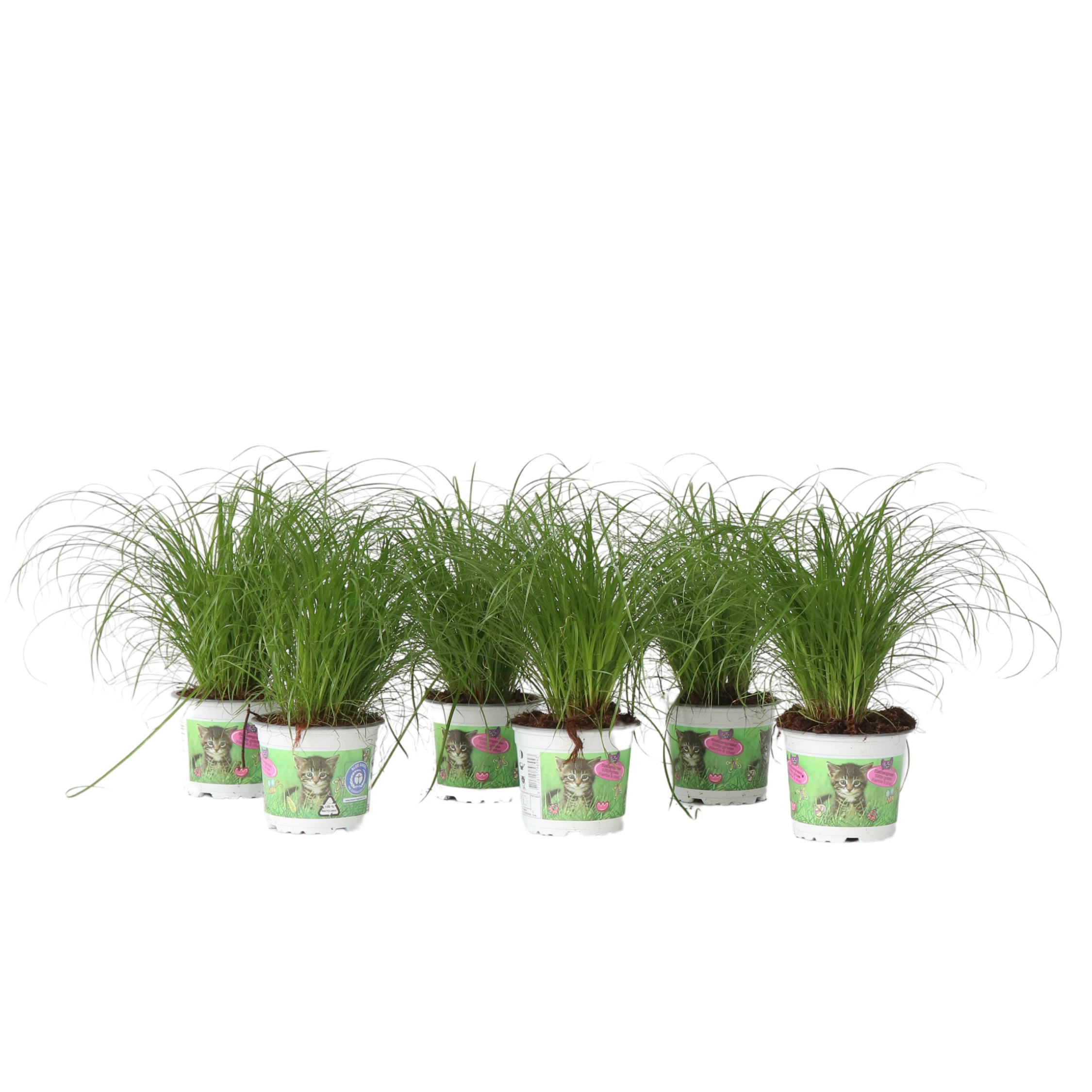 Pianta Di Papiro Cyperus Papirus - Vaso 16cm, Altezza 70cm, 2 Piante Vere, Per Laghetto O Vaso - Foto 2
