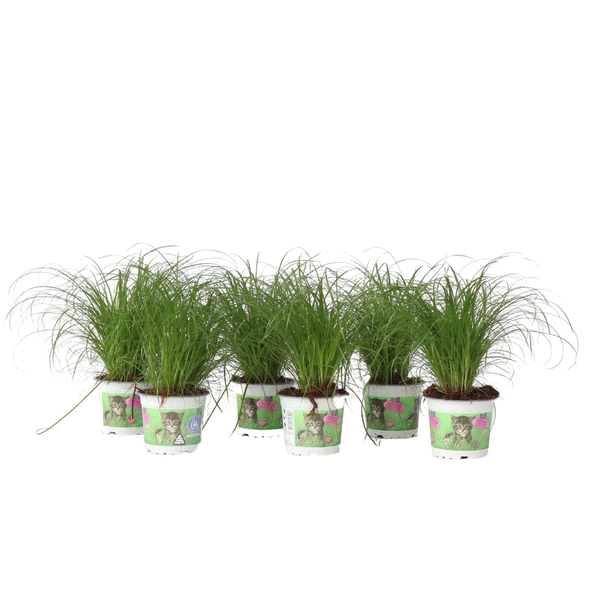 Pianta Di Papiro Cyperus Papirus - Vaso 16cm, Altezza 70cm, 2 Piante Vere, Per Laghetto O Vaso - Foto 2