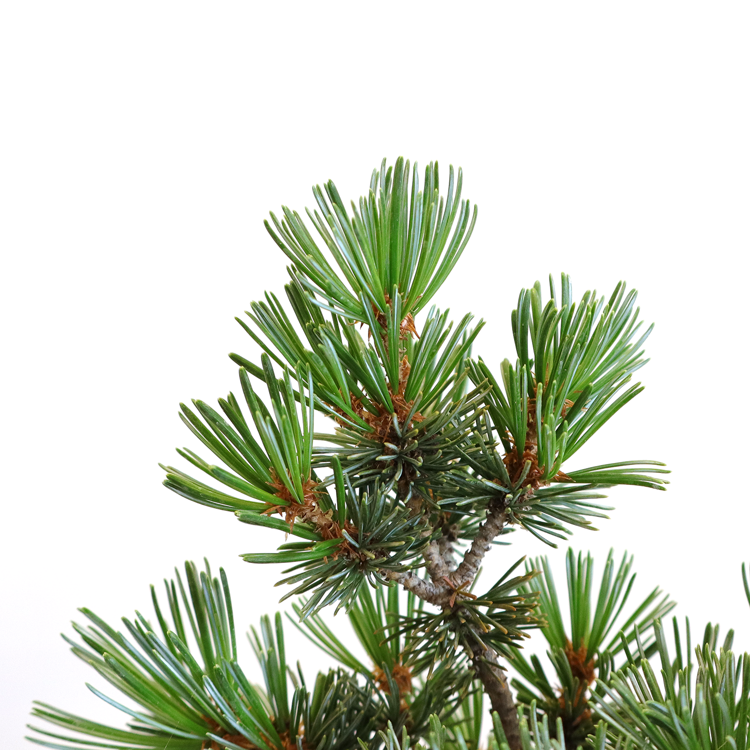 KENTIS - Bonsai Pinus Parviflora Pentaphylla Coltivato in Giappone - Pino Bianco Giapponese - Pianta Vera da Esterno - Vaso in Ceramica 16 cm - 3