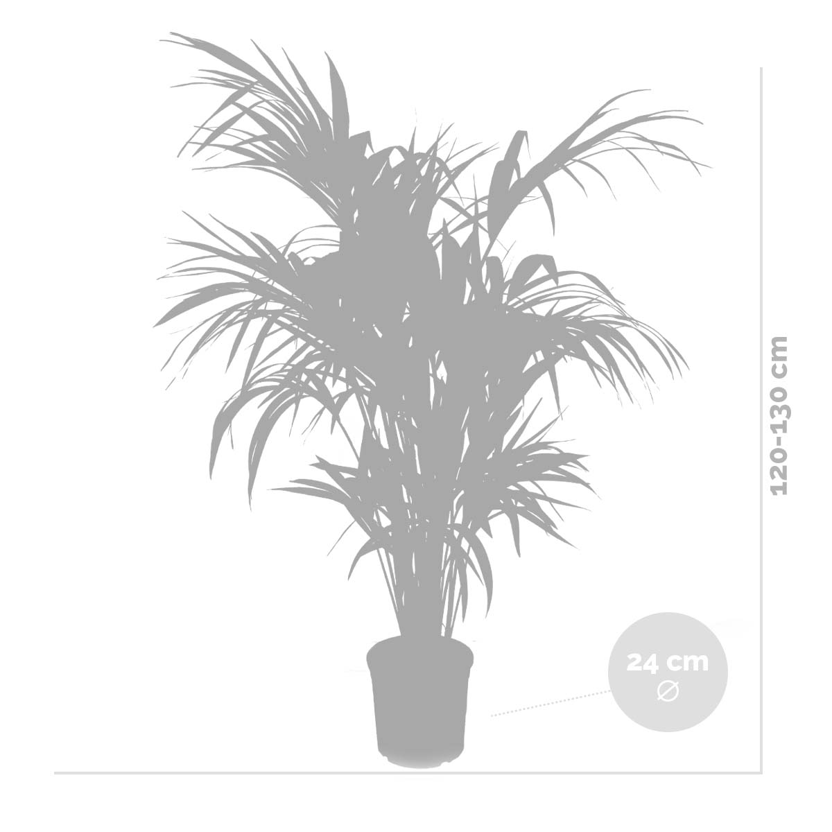 Howea Forsteriana - Palmier Kentia - Plante d’intérieur - Dépolluante - H. 120-140 cm - P. 24 cm - 4
