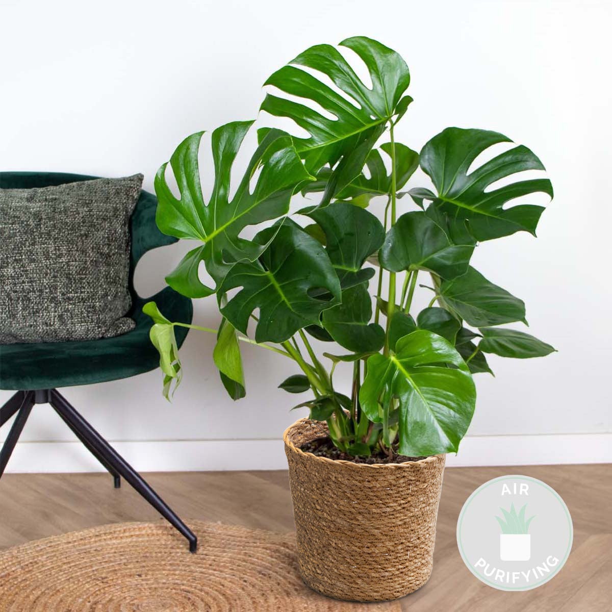 Monstera Deliciosa - Monstera - Plante d’intérieur - Dépolluante - Facile à entretenir - H. 70-80 cm - 2