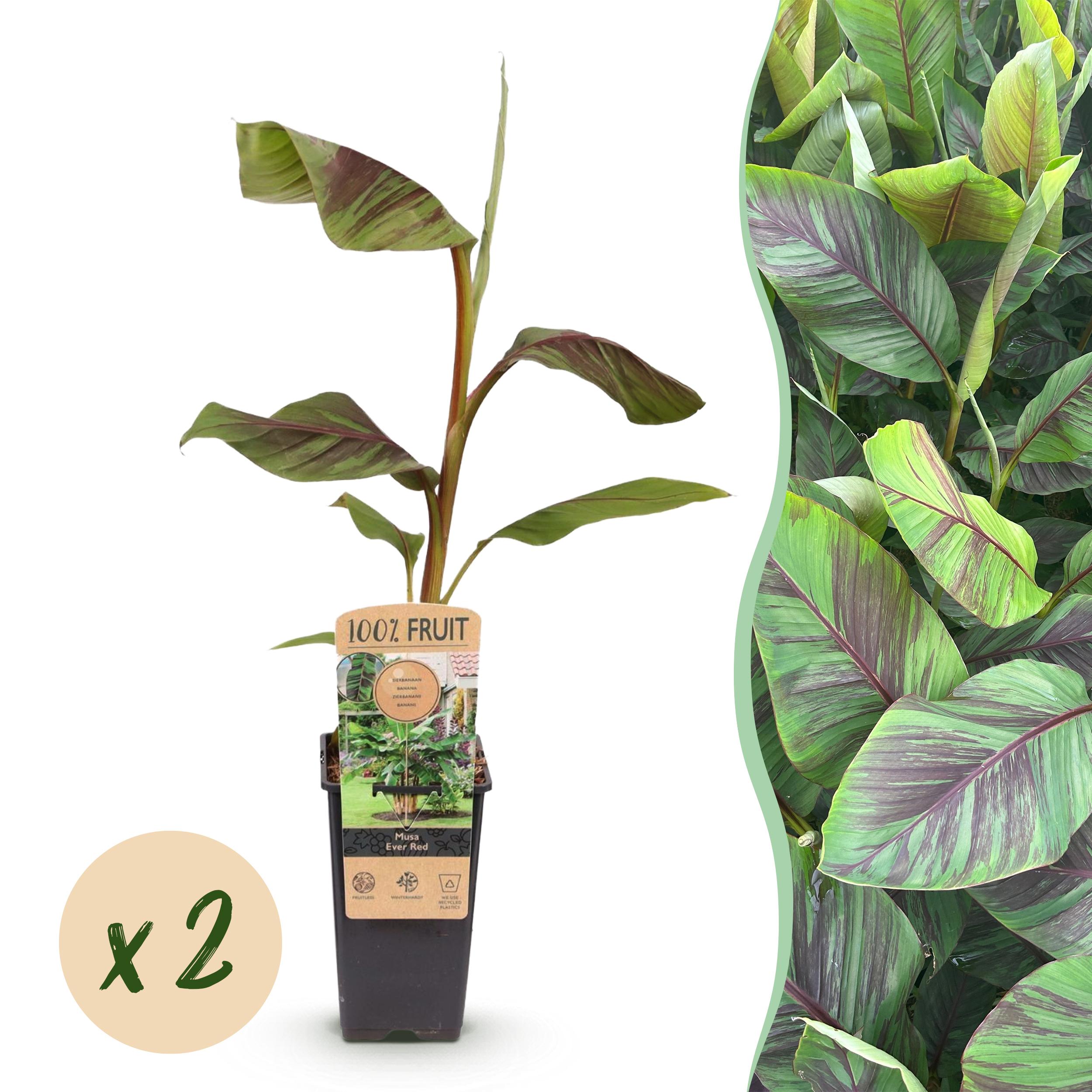 Musa Ever Red – Banan japoński – 2 rośliny – Doniczka 15 cm – Wysokość 50 cm