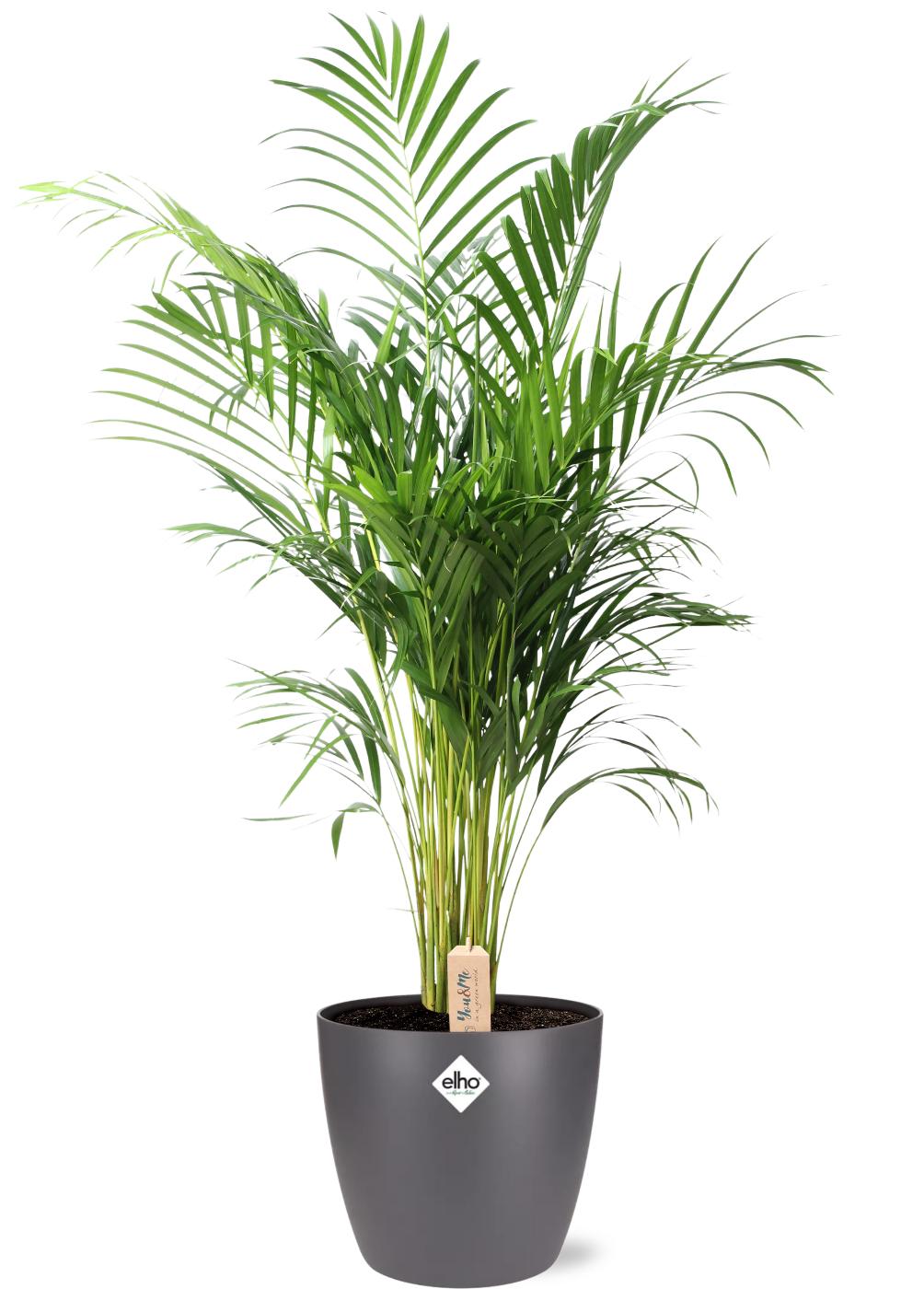 Dypsis Lutescens (Palma Areca) w doniczce Brussels antracyt Ø25x23cm - Roślina doniczkowa 24-110cm
