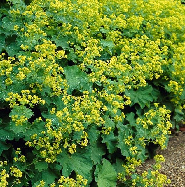 24x Plante Alchemilla mollis - ↕10-25cm (hauteur) - Ø9cm (diamètre)– ComfortXL Green - 5