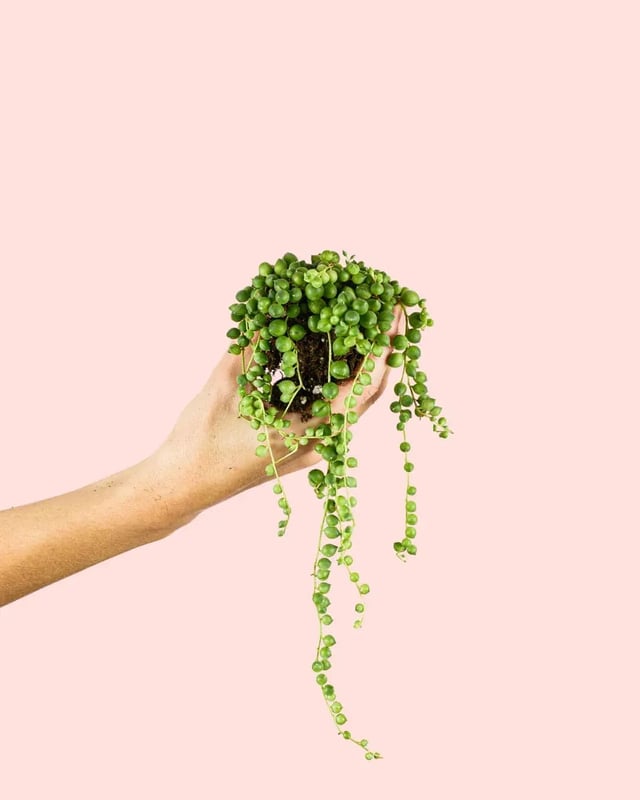 Senecio Rowleyanus - Planta del Rosario | Mini Planta | Pur Plant