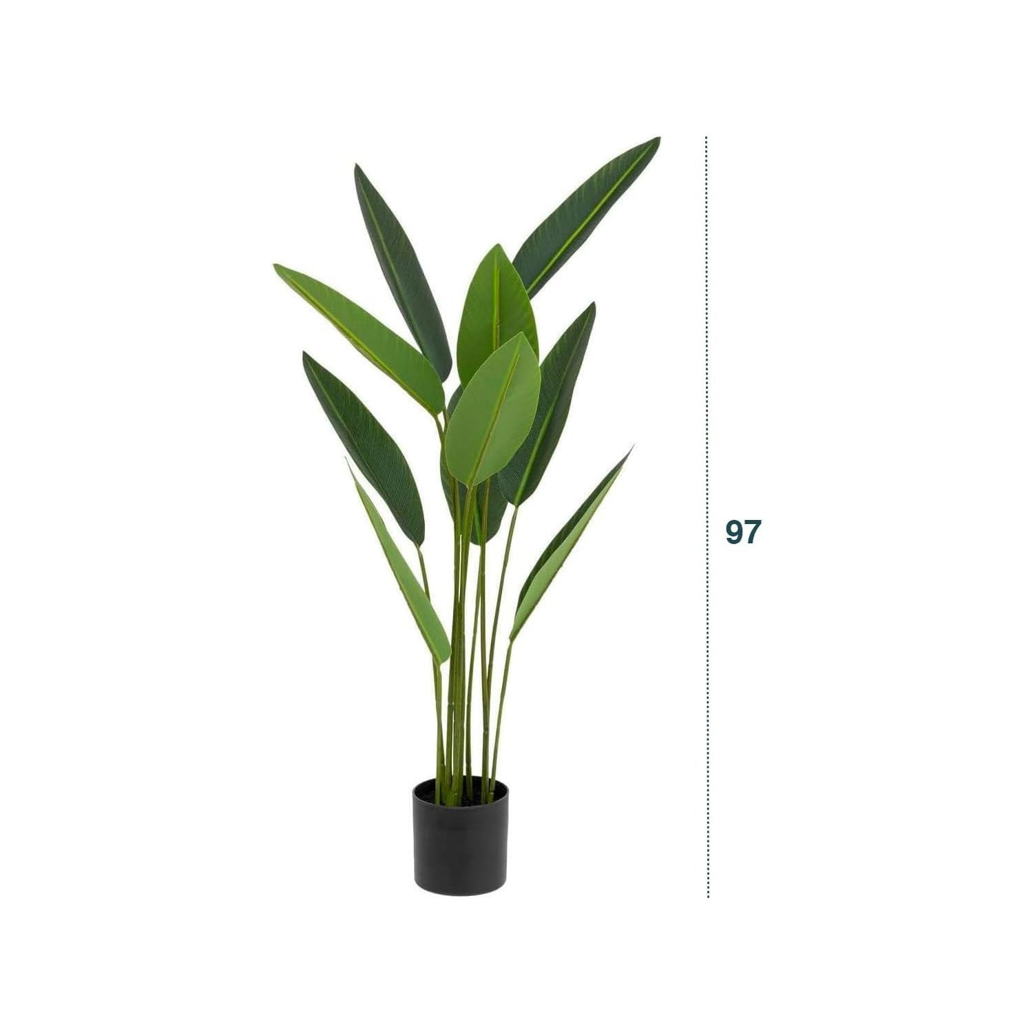 Planta Strelitzia tropical com 97 cm de altura - 6