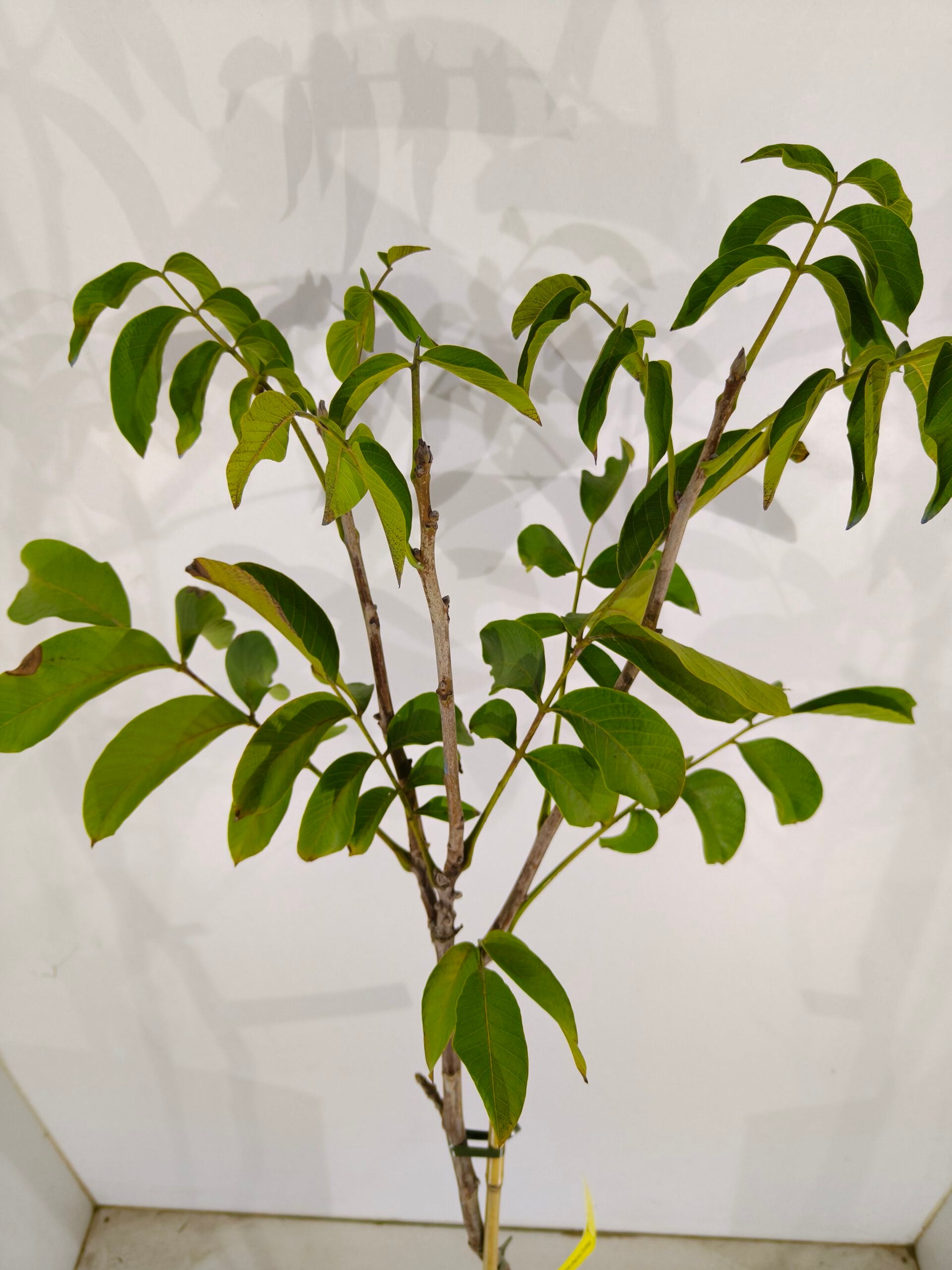 noyer commun 'Fernor' Juglans regia 'Fernor' - 2