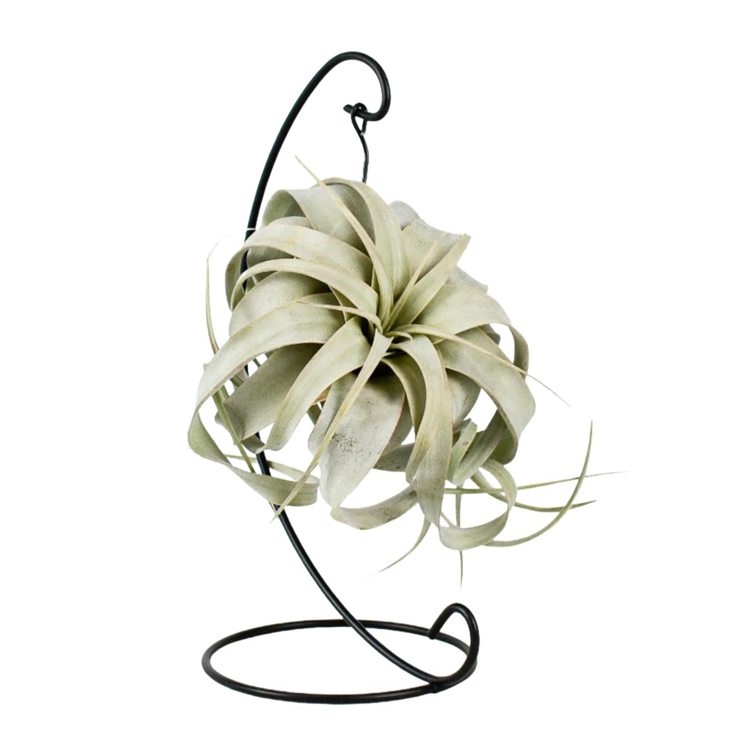 Tillandsia King Xero Ø12cm Wysokość 23cm Roślina Powietrzna Dekoracyjna