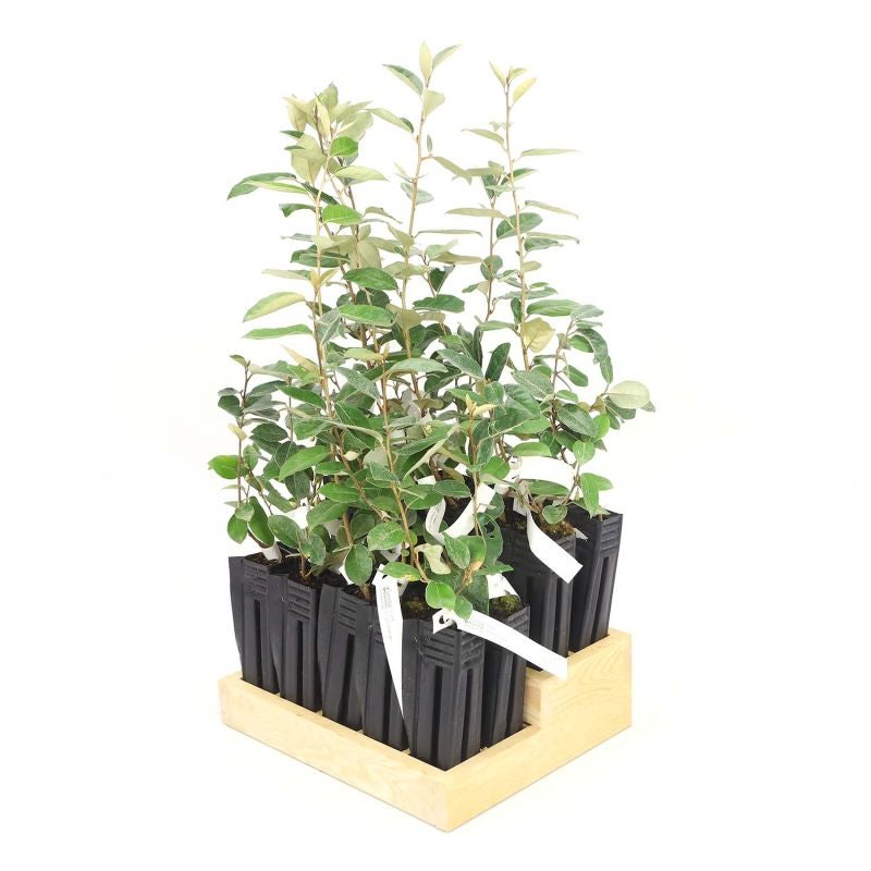 20 Elaeagnus (Elaeagnus ebbingei) - Haie de Chalef - - Pépinières Naudet - 3