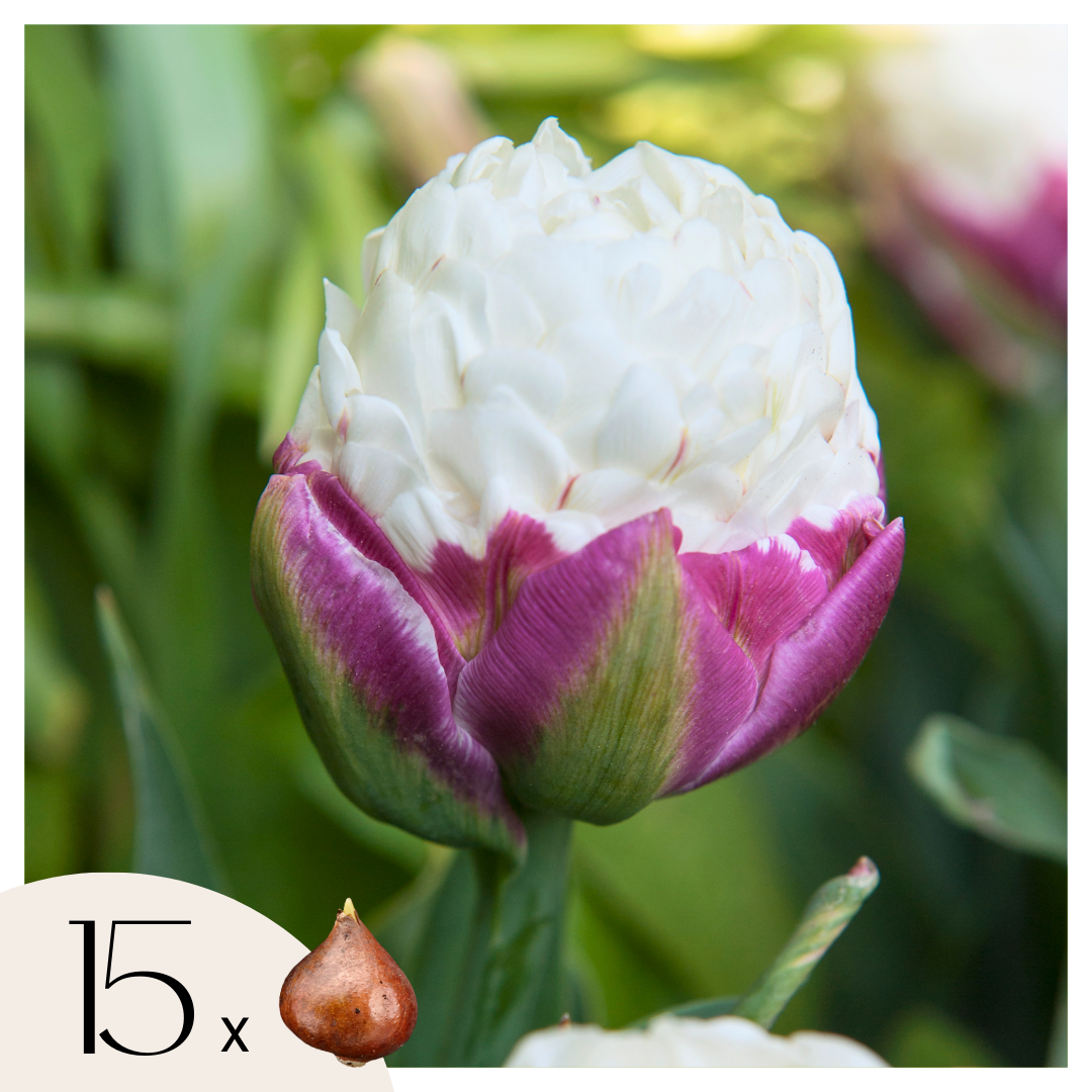 Plant In A Box – Set Di 14 Bulbi Di Tulipano Pappagallo Estella Rijnveld – Fiori Bianchi E Rossi Sfrangiati – Altezza 30-40 Cm - 2