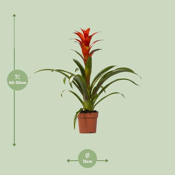 Guzmania Ostara - Pianta tropicale da interno Ø12cm ↕45cm con fogliame vivace - 5