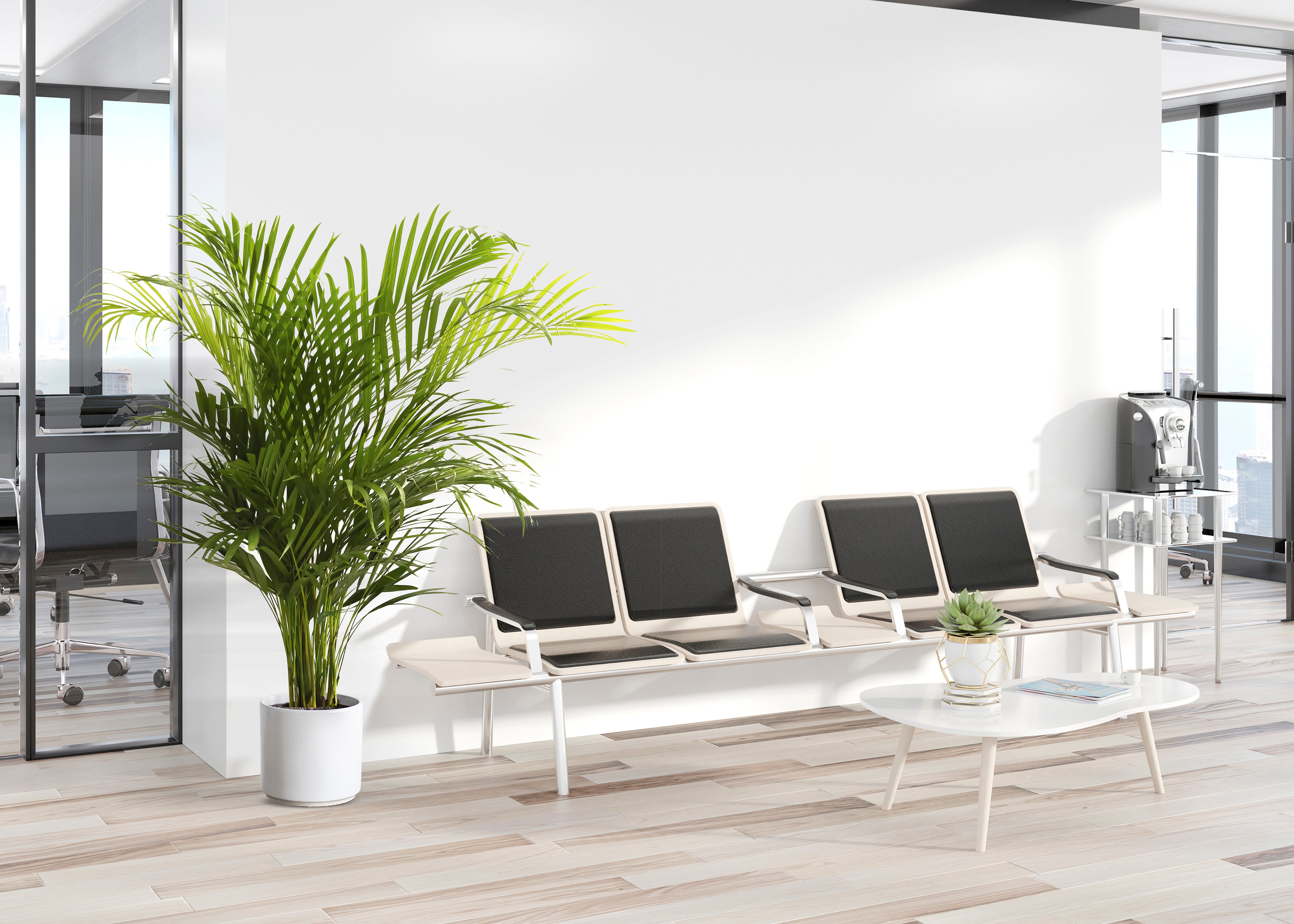 Palmera Areca Planta Natural M15 Altura 70-80cm en maceta de 15cm de diámetro - 5