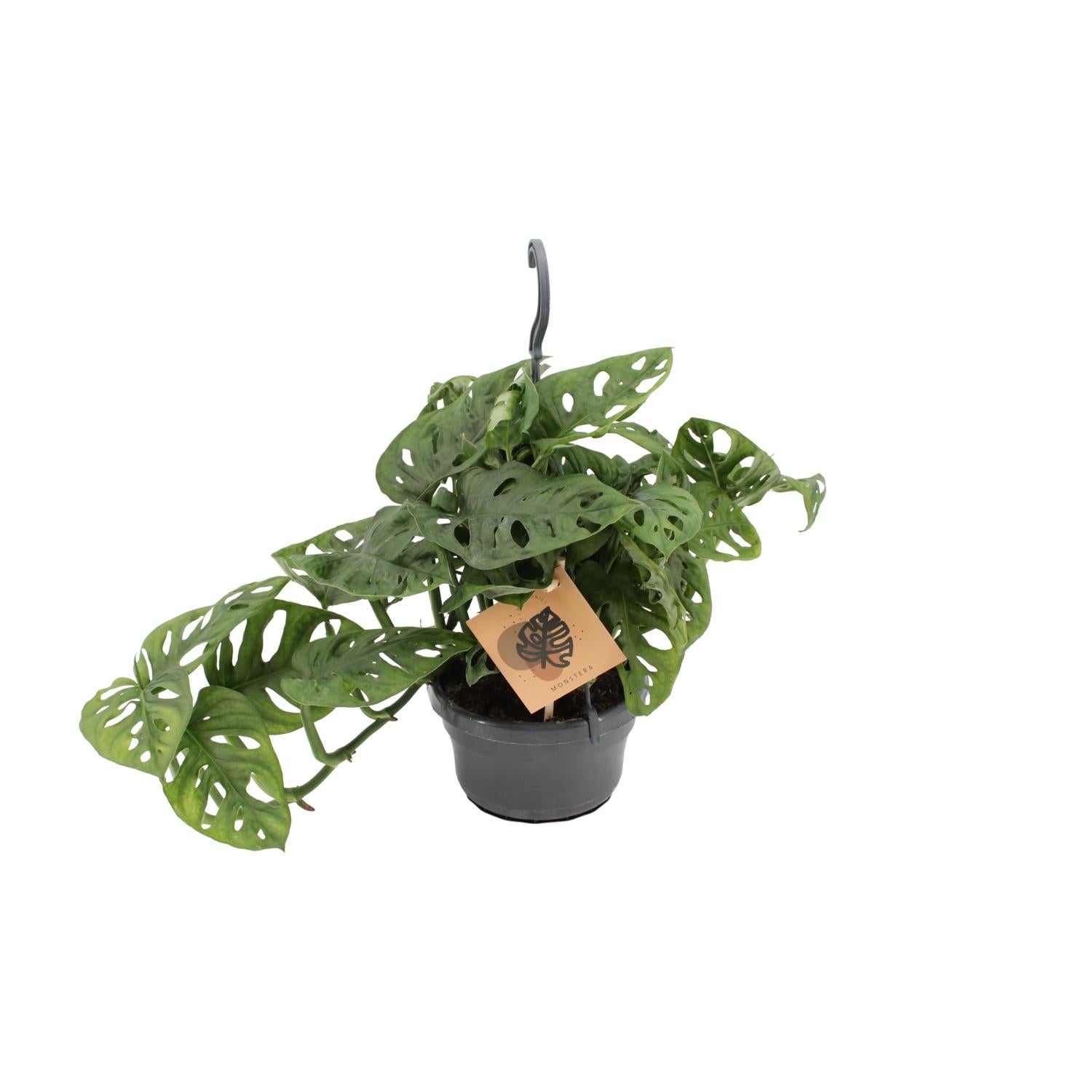 Monstera Monkey roślina doniczkowa - Ø14cm - 30cm - Liście z otworami dekoracyjnymi
