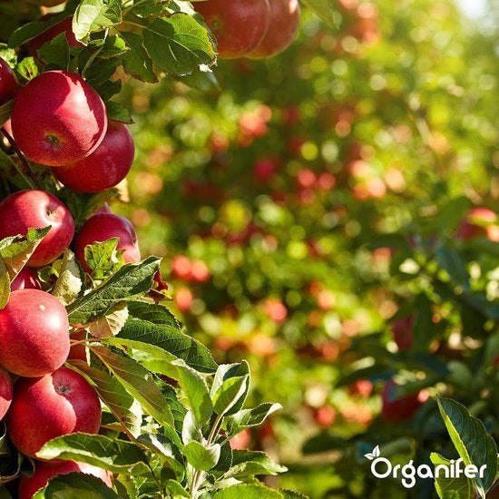 Lavagrit Issu De Roches Originelles D'Eifel - 20 Kg Pour 200 M2 - Organifer - 5