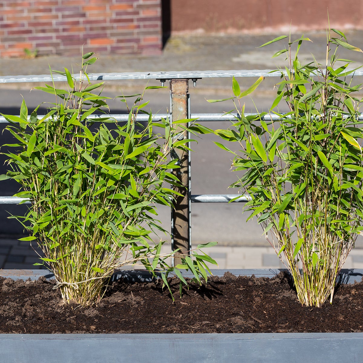 Lot de 3 - Fargesia rufa - Bambou non traçant - Persistant - 20-30 cm de haut - Pot 10 cm - 3