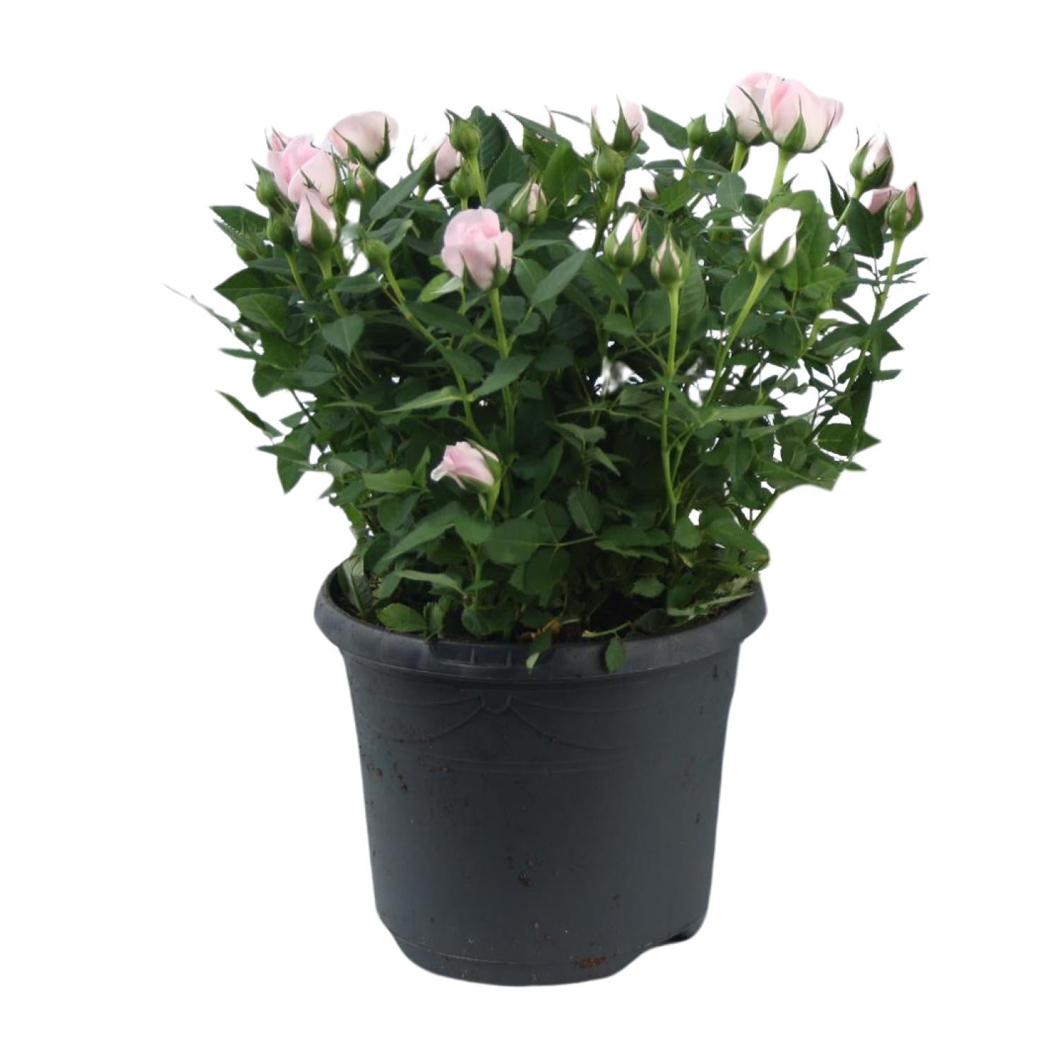 Rosa Jewel Patio Baby - Ø17cm - Wysokość 30cm