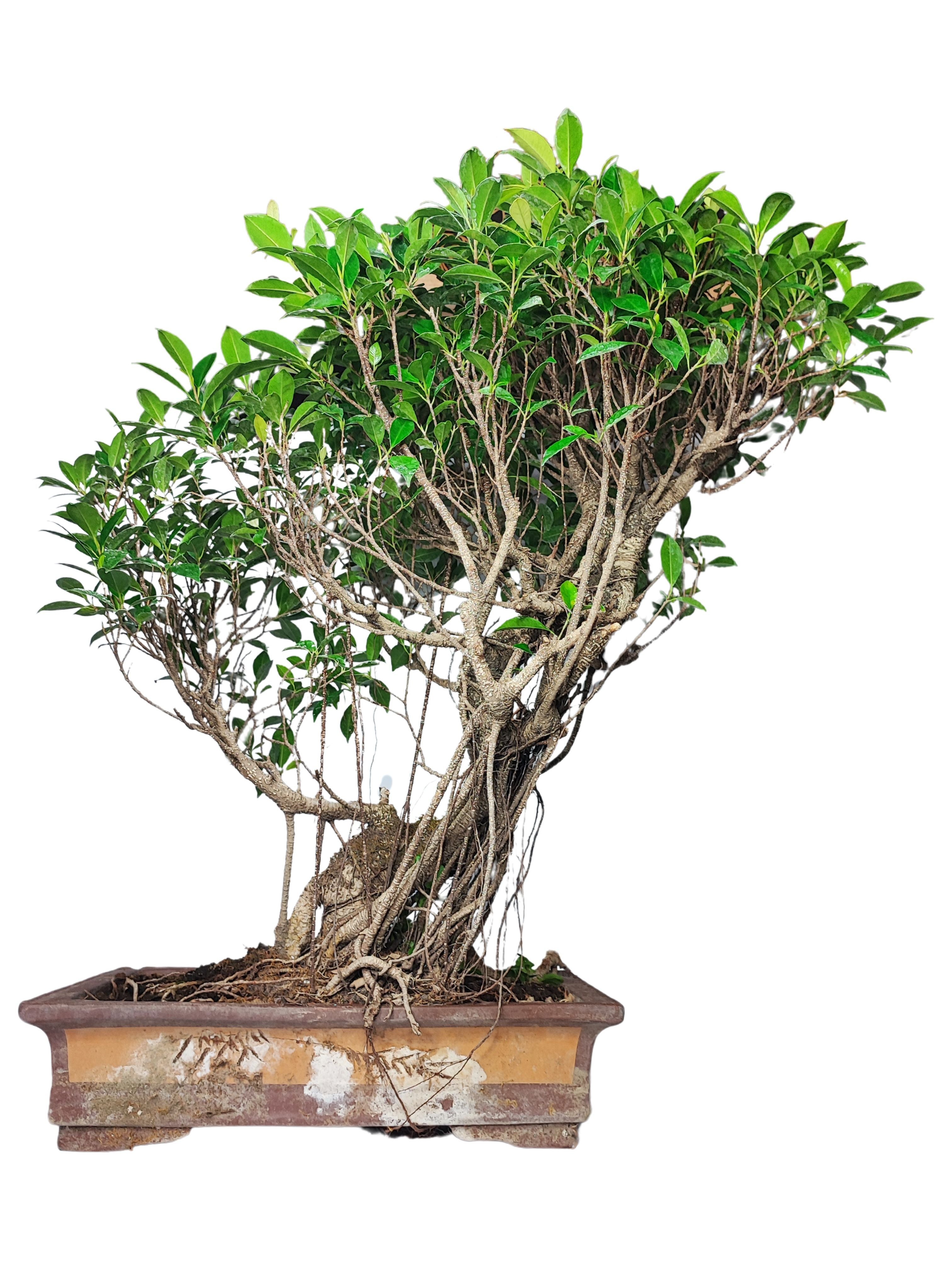 Nearly Natural Bonsai Cedro In Seta – 61 Cm – Pianta Artificiale In Vaso Rettangolare - 3