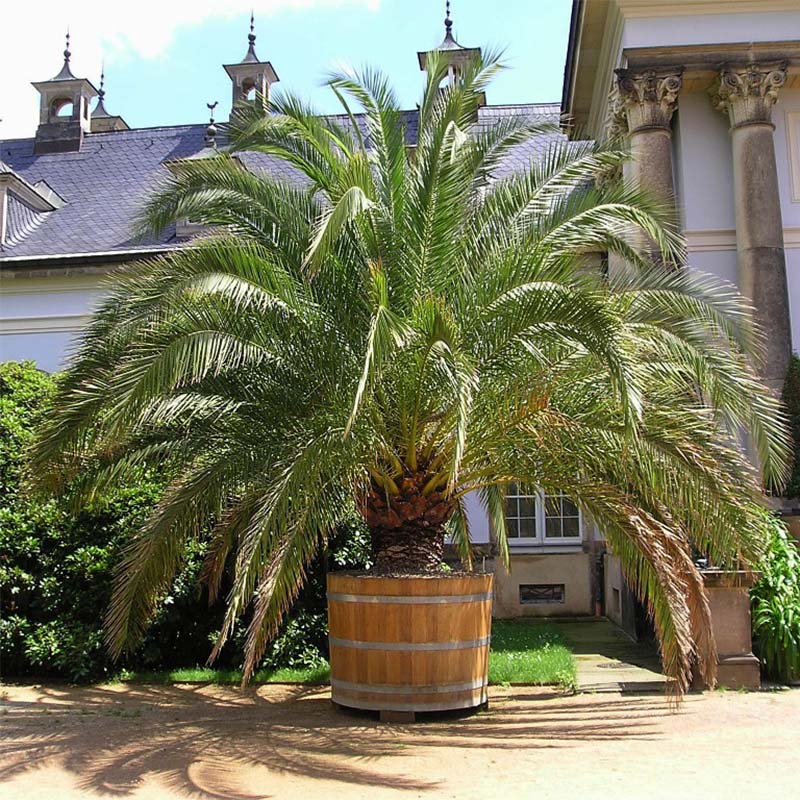Palmier dattier des Canaries Pot de 30L/35L, Stipe 20/30 cm - 2