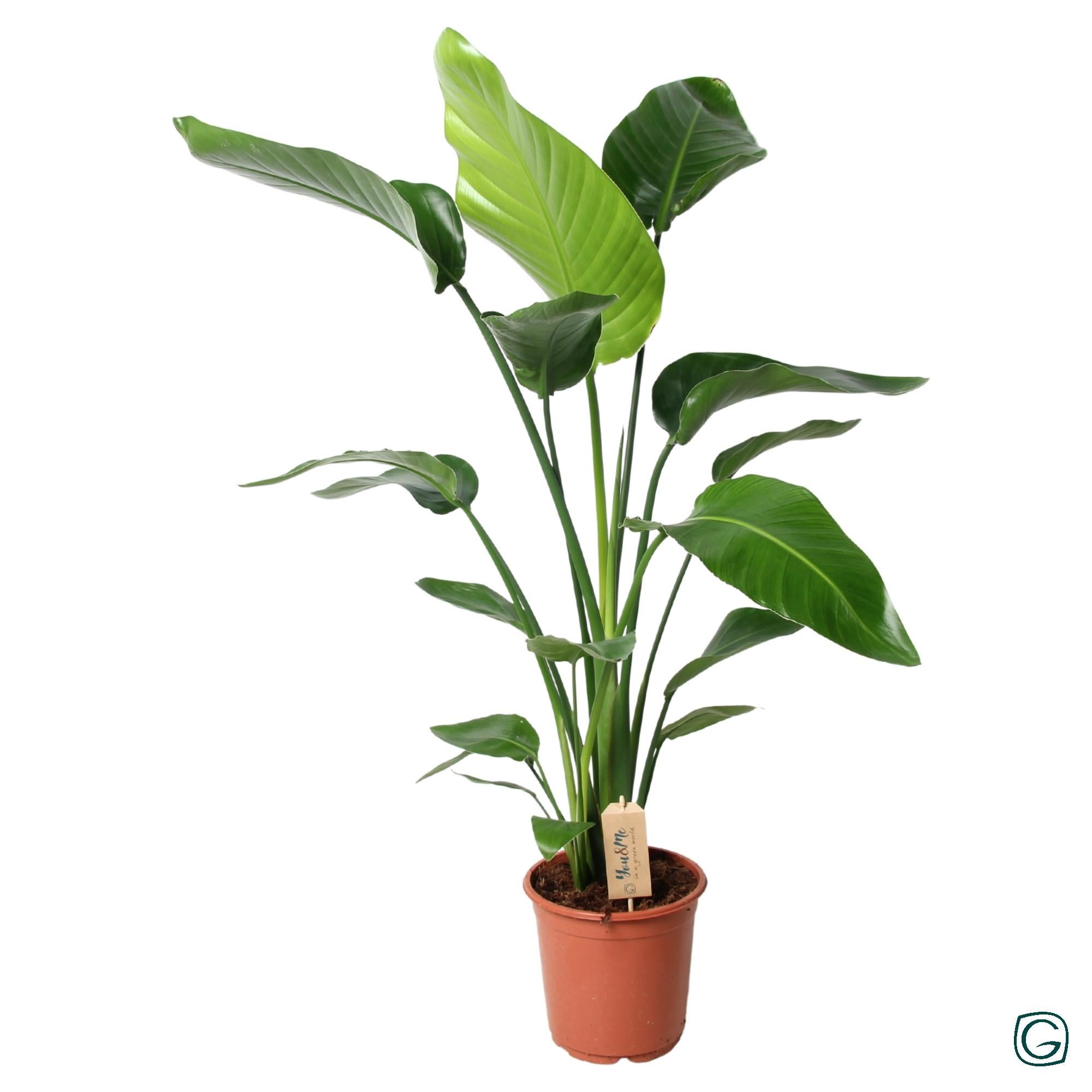 Roślina Strelitzia Nicolai doniczka Ø21cm wysokość 100cm – Tropikalna roślina Oiseau de Paradis dekoracyjna i łatwa w pielęgnacji