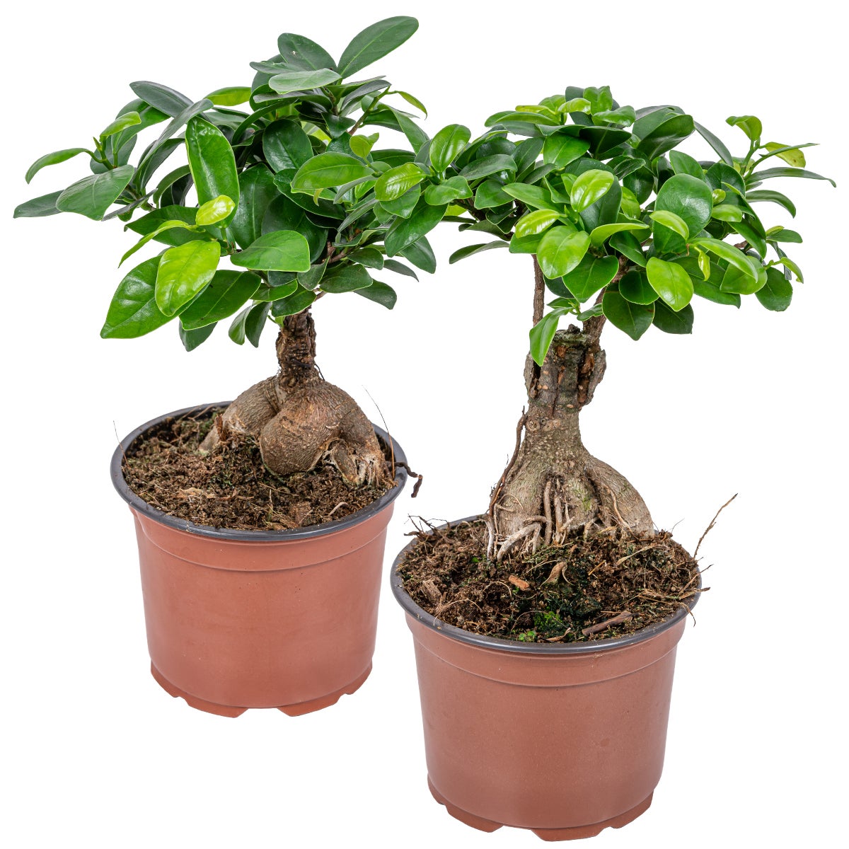 Bonsaï Forme Sphère Bonsaï Zelkova Bloomique - Forme Sphère - 20-30cm - Pot Céramique Inclus - Plante D'Intérieur Bonsai Interieur Bonsaï Forme Sphère Bonsaï Zelkova Bloomique - Forme Sphère - 20-30cm - Pot Céramique Inclus - Plante D'Intérieur Bonsai Interieur