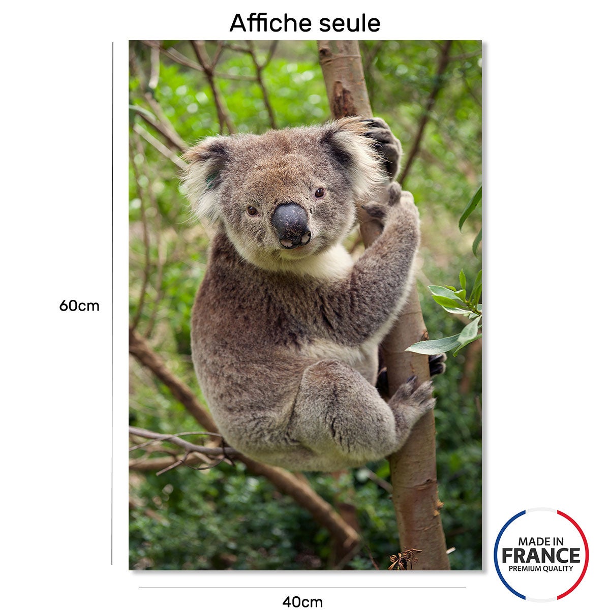 Poster animali koala appeso al ramo - 40x60cm - made in France - 2