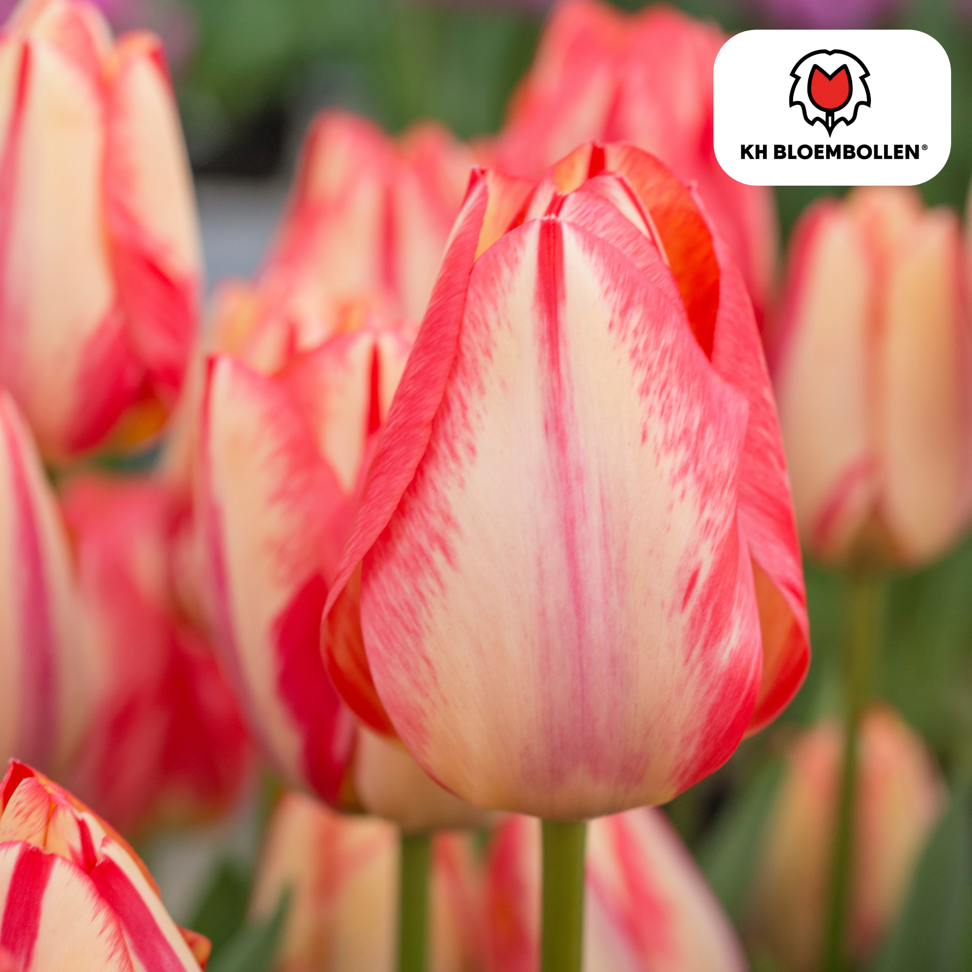 Bulbes de tulipes Spring Break 20 pièces tulipes rouge orangé taille 11 ...