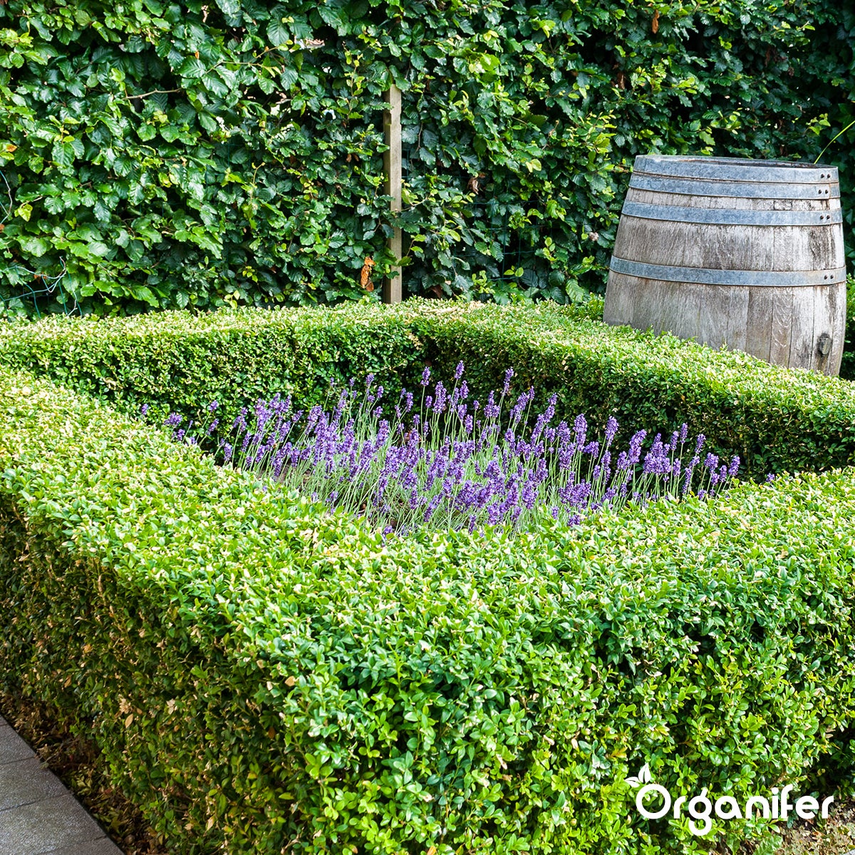 Poudre De Chaux Algale - Lithothamnium Calcareum Pur - 1000 Kg Pour 5 Ha - Organifer - 6