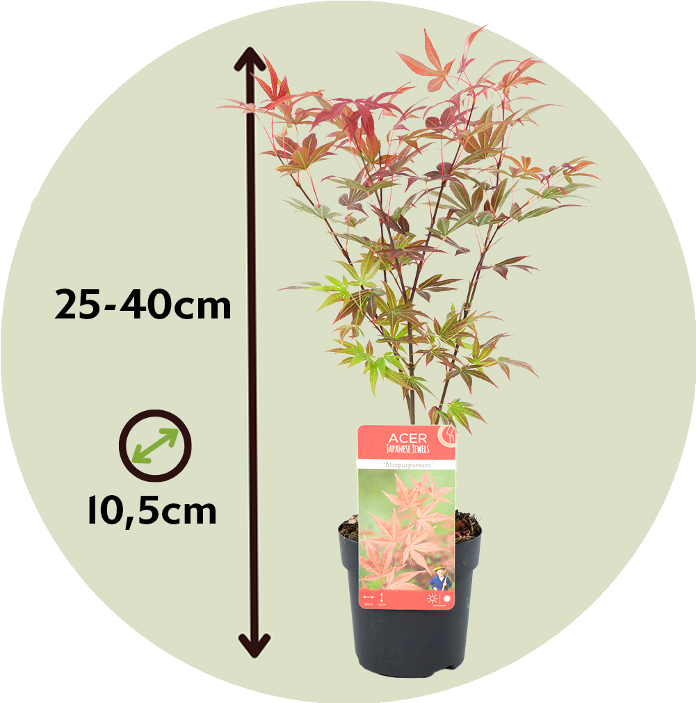 Érable du Japon - Set de 4 - Acer palmatum - Hauteur 25-40cm - ⌀10,5cm - 2