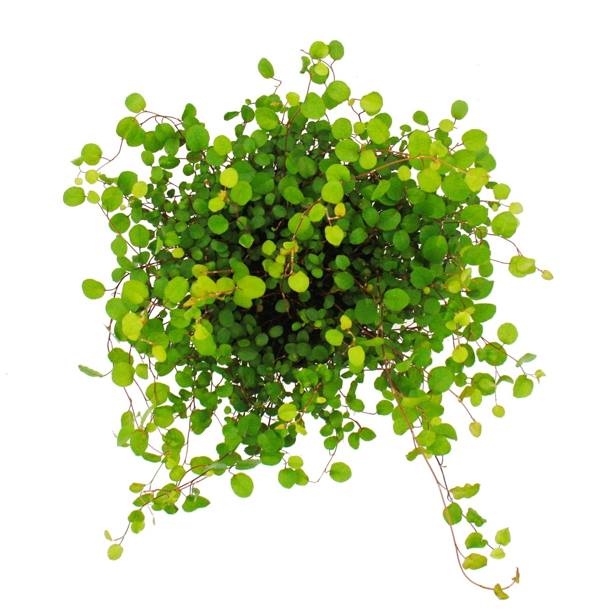 Pianta da appartamento - Mühlenbeckia complexa - kiwi poligono - vaso da 12 cm - 2