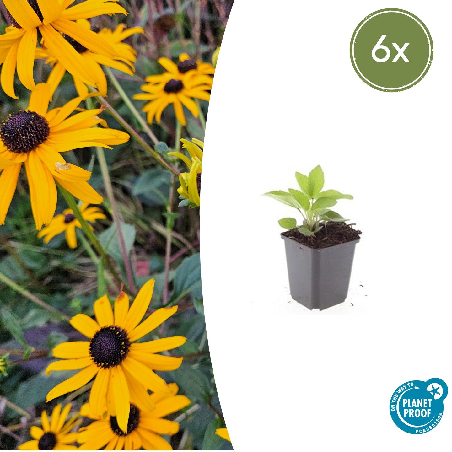 6x-plante-rudbeckia-fulgida-goldsturm-10-25cm-hauteur-9cm